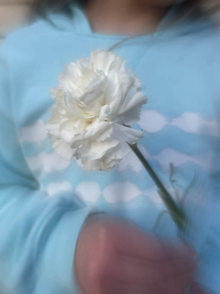 White+carnation+delivered+by+the+Latin+Club+on+Valentines+Day
