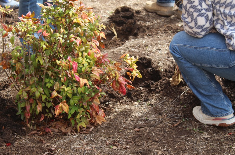 Senior Josie Caldwell places a flower in the pre-dug hole.