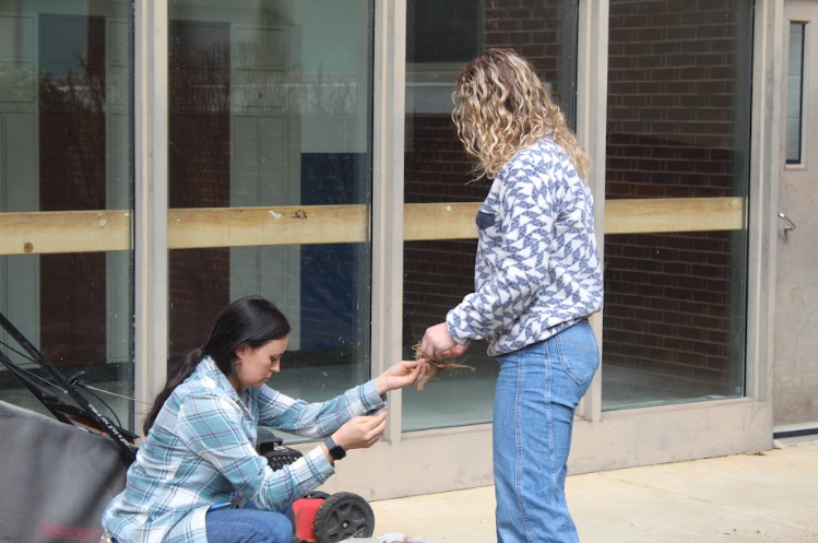 "We are in the courtyard planting irises that will hopefully bloom and give some color the the courtyard." - Senior Josie Caldwell.
