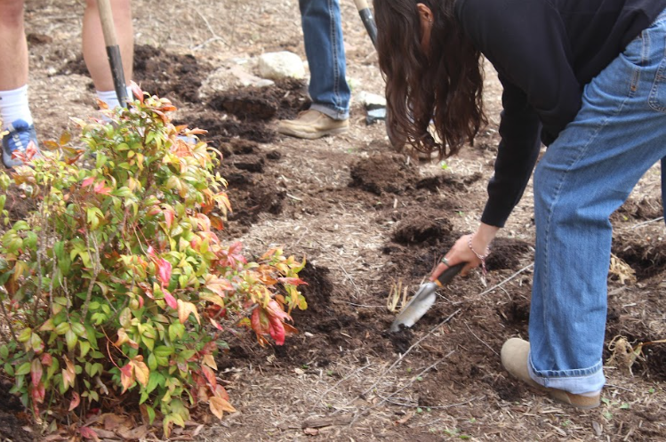 A student spreads the dirt evenly.