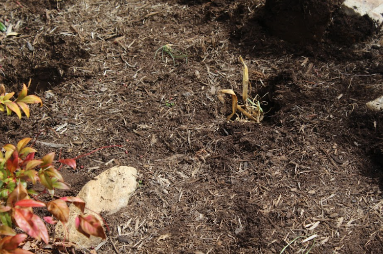  An Iris is placed in the hole.
