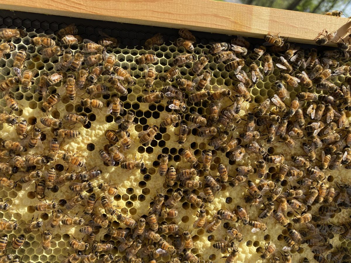 A normal hive frame. Photo by Perry Hardin